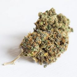 Cannabis leaves, close up.